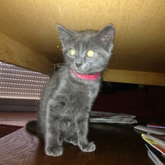 Laissez - Moi Fumer Ma Weed - Jolisash Feat. Doshkilla &amp; Ketchup Amora