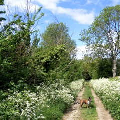 Scarborough Fair (live)