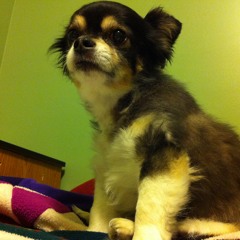 The More That I See You The More That I Love My Dog