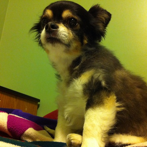 The More That I See You The More That I Love My Dog