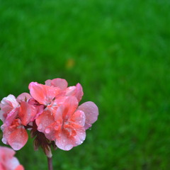 S E N G O K U - C H A N