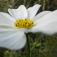 Cover : I Will Remember You by Sarah McLachlan