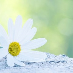 فداك القلوب-يحيى حوى