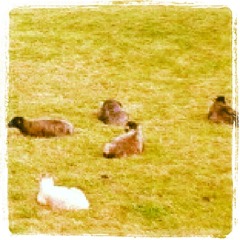 We're all animals - V2