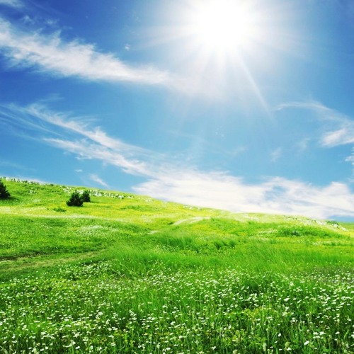 Where the Green Grass Grows