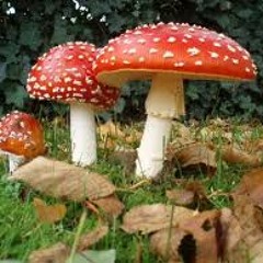 Fungi / Absence (Jet Jaguar Remix)