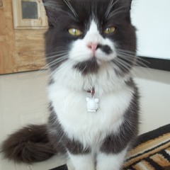 PUPUS (tawor coba-coba) by shvr adik gw