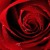 Artwork for The Rose (Bette Midler cover by Alyssa Du Gard)