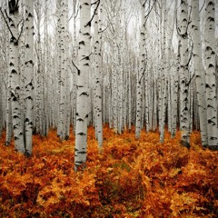 Nature Suite For Orchestra (Mvmt. I)