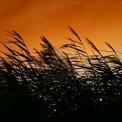 The Wind In The Reeds