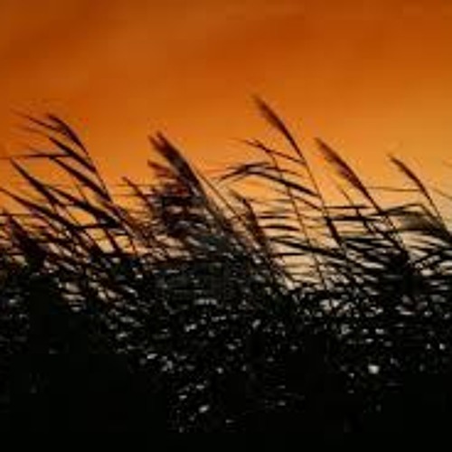 The Wind In The Reeds