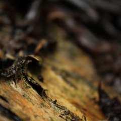 stay for the end, it's only a minute long