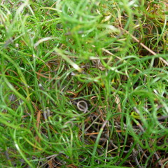 Where oak root fungus is present in the soil