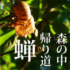 Japanese Cicada in the forest 090
