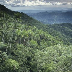 Brazil - Cerrado tropical wooded savanah, cattle calling through the forest
