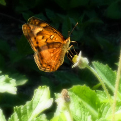 Light Just Like a Butterfly