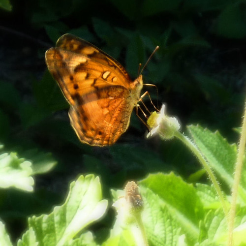 Light Just Like a Butterfly