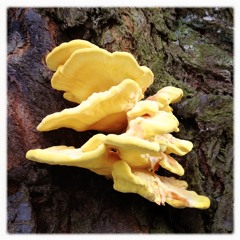 DuachDraadaZieHgeunR