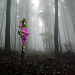 Winter Guitar (We stand as one )