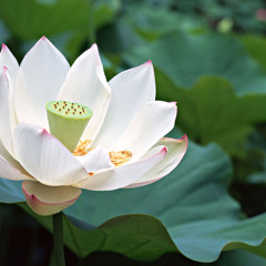 Gongyo e Daimoku - Sutra de Lótus - SGI