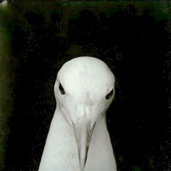 Evil Scaring Doves