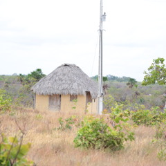 Forrorixara