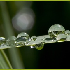 Mikroorgasmen Im Morgentau