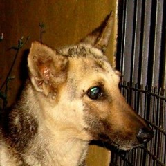 Perfiles - El Agila'o