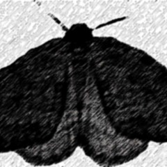 moths are forever