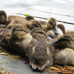 StingaBee - Controversies