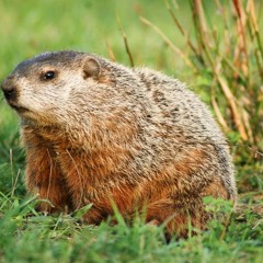 "The Groundhog" transcribed poorly 40 times
