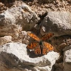 Butterflies and Chateaux