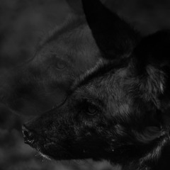 RTK ≈ Night Hunt (Die For Me) [prd. regula b]