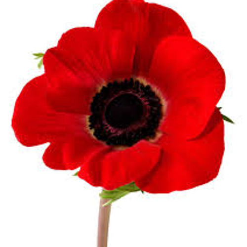 Remembrance Day