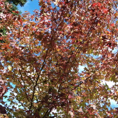 Breaking All The Rules - Peter Frampton