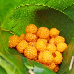 Nepali best song ever, Chyangba hai changba....