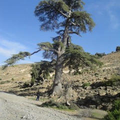 صباح الخير مع رقصة الاطلس