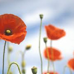 Poppies in Flanders Fields remaster