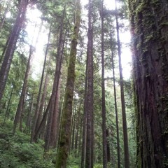 The Story (Brandi Carlile)