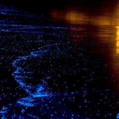 deephousesounds- NIGHT HIKING OF THE LIGHT PLANKTON