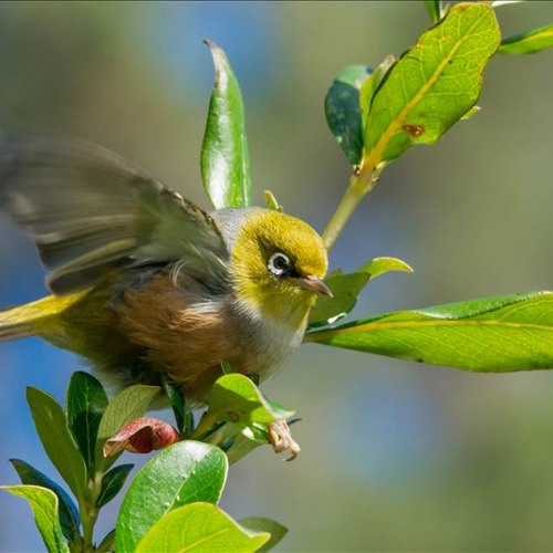 Come little bird... fly to me