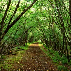 OakSterdamn
