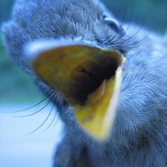 The Wandering Stars - I'm Poison