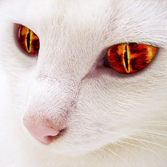Taint Of Evil (Innocent Kitten Mix)