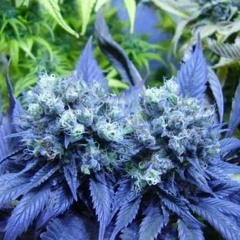 Ludacris - Blueberry Yum Yum (Headie Remix) take 1