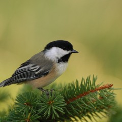 Bird at far away