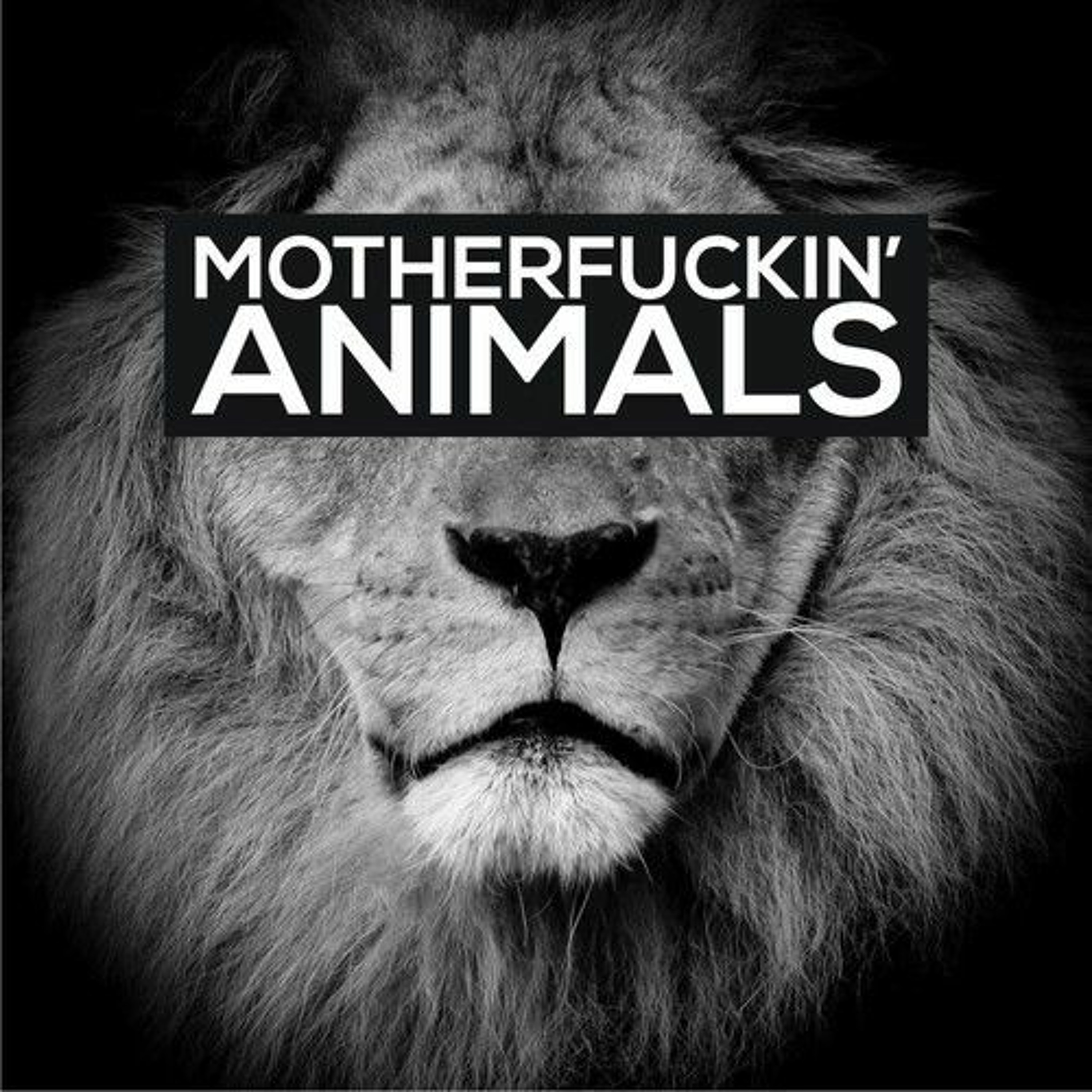 Soundcloud Feed