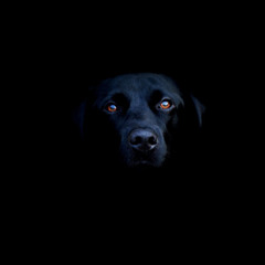 The Black Dog