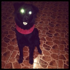 The Take Over, The Breaks Over - Fall Out Boy Cover (Charlie) at Perpetual Village 7 Mambog 1