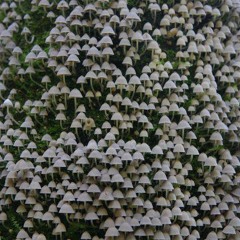 A Thousand Nights In A Darkened Wound